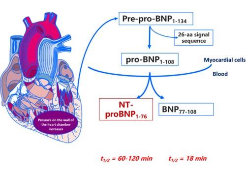 Nt-proBNP è lo stesso di BNP, giusto?Molto peggio!